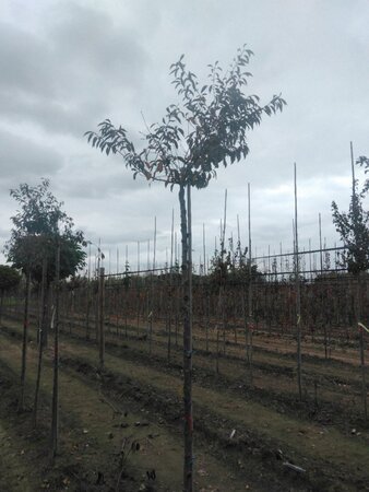 Prunus subh. 'Fukubana' 10-12 Hoogstam wortelgoed