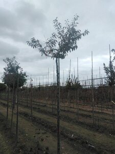 Prunus subh. 'Fukubana' 10-12 STA BR