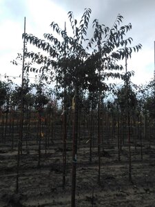 Prunus subh. 'Fukubana' 12-14 Hoogstam wortelgoed 2 X verplant - afbeelding 2