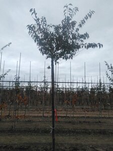 Prunus subh. 'Fukubana' 12-14 Hoogstam wortelgoed 2 X verplant - afbeelding 3