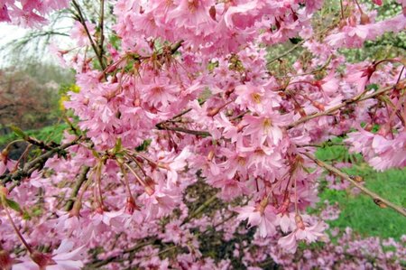 Prunus subh. 'Fukubana' 80-100 cm wortelgoed struik - afbeelding 1