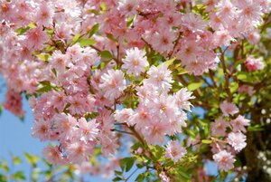 Prunus subh. 'Fukubana' 80-100 cm wortelgoed struik - afbeelding 2