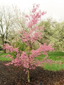 Prunus subh. 'Fukubana' 80-100 cm wortelgoed struik - afbeelding 3