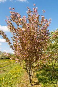 Prunus ser. 'Kanzan' 150-175 cm wortelgoed 5-8 tak struik - afbeelding 2