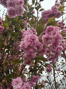 Prunus ser. 'Kanzan' 18-20 Hoogstam draadkluit 3 X verplant - afbeelding 1