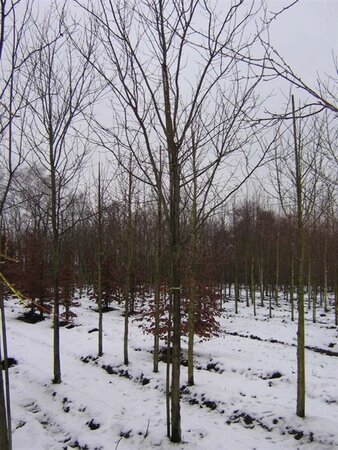 Prunus ser. 'Kanzan' 18-20 Hoogstam draadkluit 3 X verplant - afbeelding 4