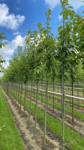 Prunus ser. 'Kanzan' 18-20 Hoogstam draadkluit 3 X verplant - afbeelding 3