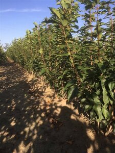 Prunus ser. 'Kanzan' 200-250 cm draadkluit meerstammig