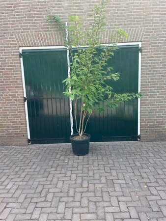 Prunus ser. 'Kanzan' 250-300 cm container meerstammig - afbeelding 3