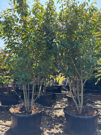 Prunus ser. 'Kanzan' 250-300 cm container meerstammig - afbeelding 3