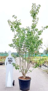 Prunus ser. 'Kanzan' 250-300 cm container meerstammig - afbeelding 1