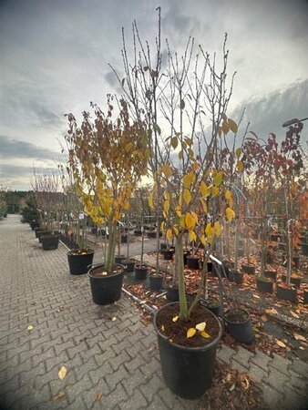 Prunus ser. 'Kanzan' 250-300 cm container meerstammig - afbeelding 1