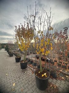 Prunus ser. 'Kanzan' 250-300 cm container meerstammig - afbeelding 1