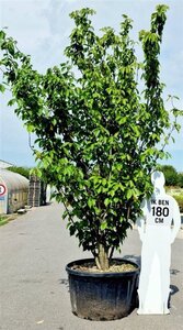 Prunus ser. 'Kanzan' 300-350 cm container meerstammig - afbeelding 8