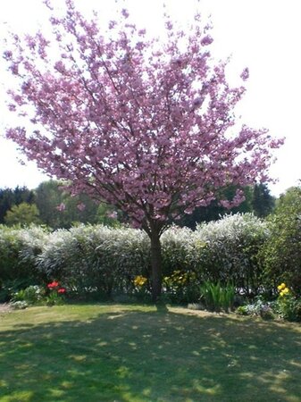 Prunus ser. 'Kanzan' 300-350 cm container meerstammig - afbeelding 1