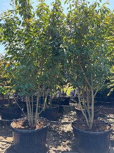 Prunus ser. 'Kanzan' 300-350 cm container meerstammig - afbeelding 6