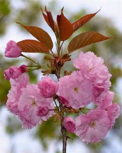 Prunus ser. 'Kanzan' 300-350 cm container meerstammig - afbeelding 2