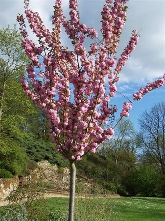 Prunus ser. 'Kanzan' 300-350 cm container meerstammig - afbeelding 3