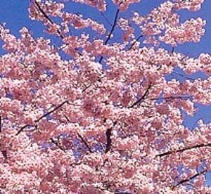 Prunus ser. 'Kanzan' 300-350 cm container meerstammig - afbeelding 4