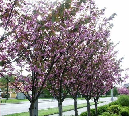 Prunus ser. 'Kanzan' 300-350 cm container meerstammig - afbeelding 5