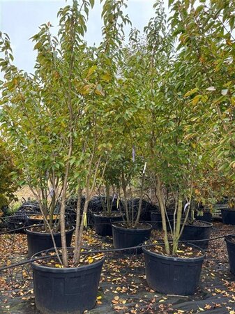 Prunus ser. 'Kanzan' 300-350 cm container meerstammig - afbeelding 7