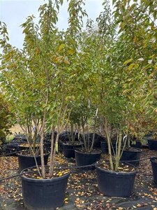 Prunus ser. 'Kanzan' 300-350 cm container meerstammig - afbeelding 7