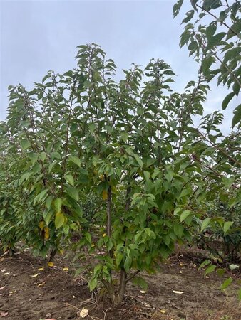 Prunus ser. 'Kanzan' 350-400 cm draadkluit meerstammig - afbeelding 3