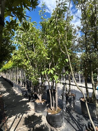 Prunus ser. 'Kanzan' 350-400 cm draadkluit meerstammig - afbeelding 1