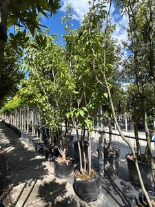 Prunus ser. 'Kanzan' 350-400 cm draadkluit meerstammig