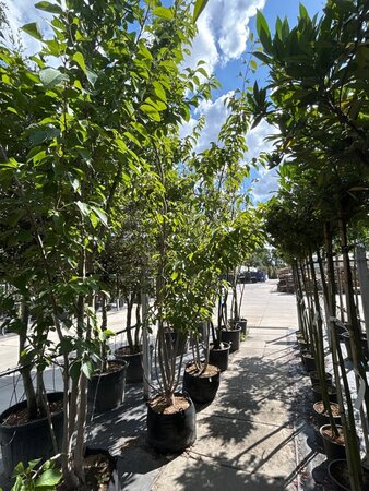 Prunus ser. 'Kanzan' 350-400 cm draadkluit meerstammig - afbeelding 2