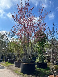 Prunus ser. 'Kanzan' 600-700 cm WRB multi-stem