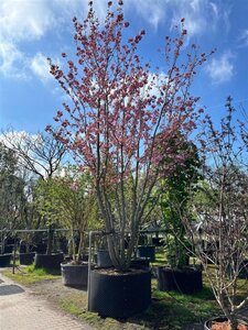 Prunus ser. 'Kanzan' 600-700 cm WRB multi-stem - image 2