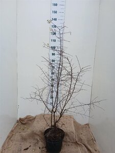 Prunus spinosa 100-125 cm cont. 7,5L