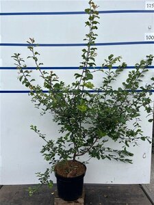 Prunus spinosa 100-125 cm cont. 7,5L
