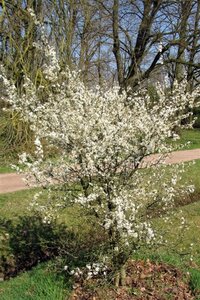 Prunus spinosa 100-125 cm wortelgoed 3-5 tak struik - afbeelding 1