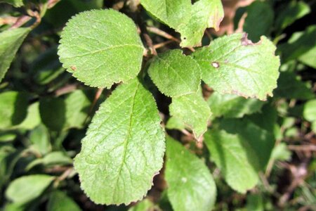 Prunus spinosa 100-125 cm wortelgoed 3-5 tak struik - afbeelding 3