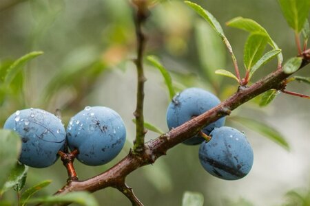 Prunus spinosa 100-125 cm wortelgoed 3-5 tak struik - afbeelding 4