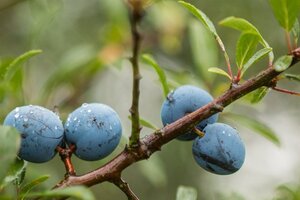 Prunus spinosa 100-125 cm wortelgoed 3-5 tak struik - afbeelding 4