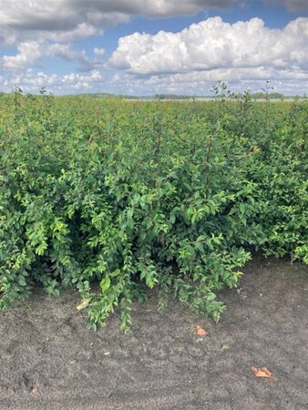 Prunus spinosa 40-60 cm wortelgoed 1-jarige zaailingen - afbeelding 2