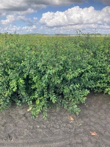 Prunus spinosa 40-60 cm wortelgoed 1-jarige zaailingen - afbeelding 2