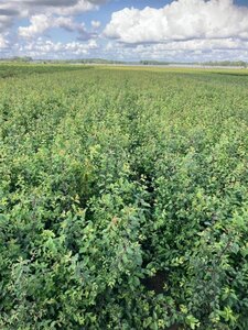 Prunus spinosa 40-60 cm wortelgoed 1-jarige zaailingen - afbeelding 3