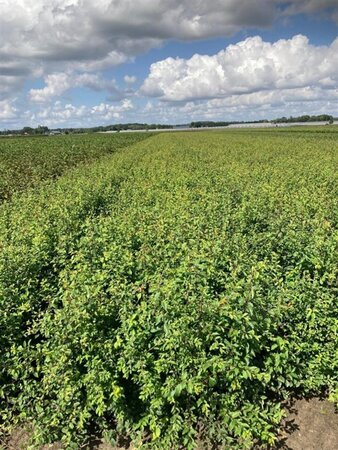 Prunus spinosa 40-60 cm wortelgoed 1-jarige zaailingen - afbeelding 4