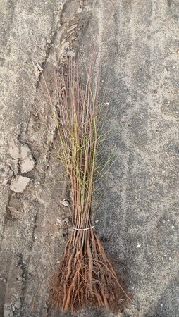 Prunus spinosa 40-60 cm wortelgoed 1-jarige zaailingen - afbeelding 1