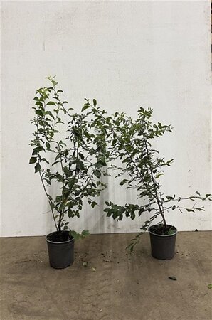 Prunus spinosa 60-80 cm cont. 2,5L - afbeelding 1