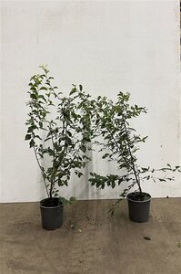 Prunus spinosa 60-80 cm cont. 2,5L - afbeelding 2