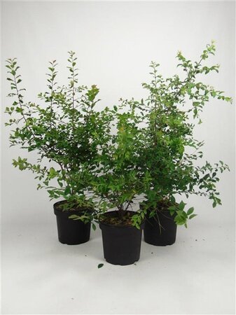 Prunus spinosa 60-80 cm cont. 7,5L - afbeelding 2