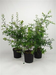 Prunus spinosa 60-80 cm cont. 7,5L - afbeelding 2