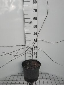 Prunus spinosa 60-80 cm cont. 7,5L - afbeelding 3