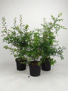 Prunus spinosa 60-80 cm cont. 7,5L - afbeelding 1