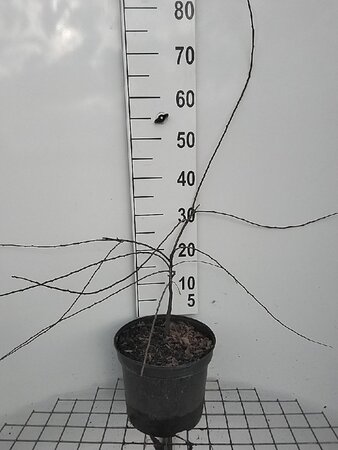 Prunus spinosa 60-80 cm cont. 7,5L - image 3
